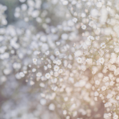 Närbild på blomman brudslöja.